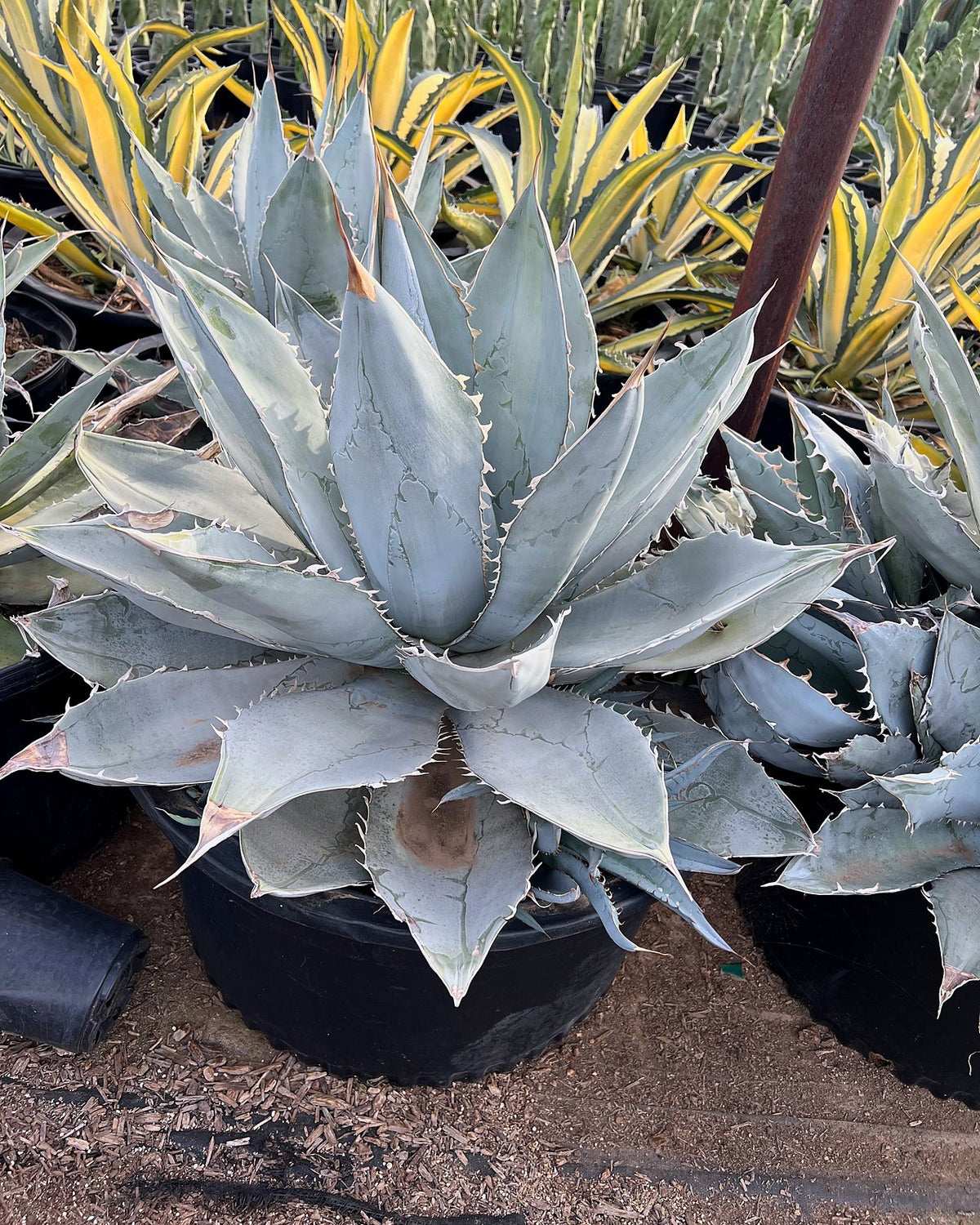 Agave titanota White Ice