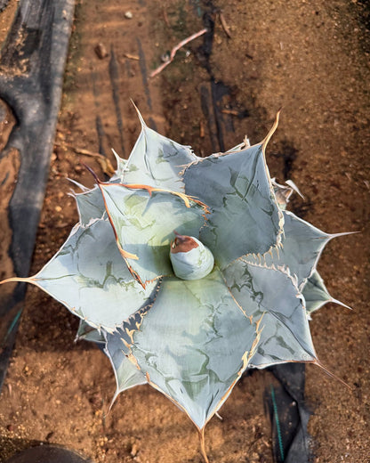 Agave titanota White Ice