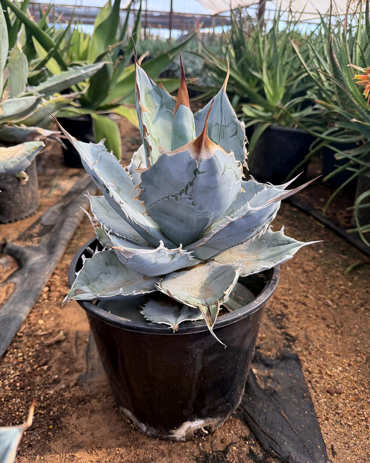 Agave titanota White Ice
