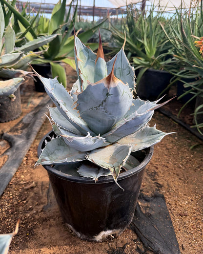 Agave titanota White Ice