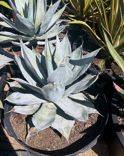 Agave titanota White Ice