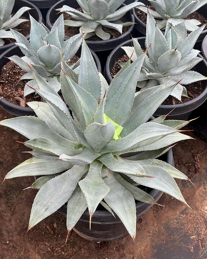 Agave titanota White Ice