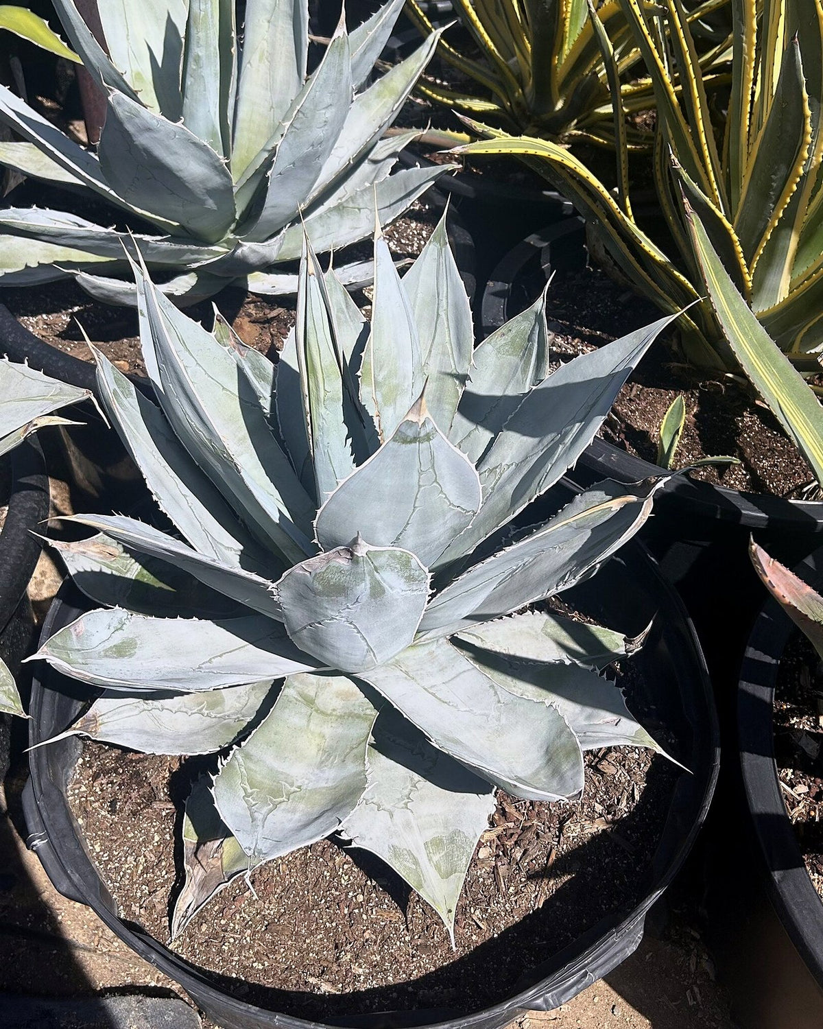 Agave titanota White Ice