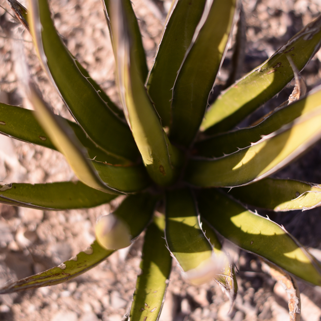 Agave Lechuguilla