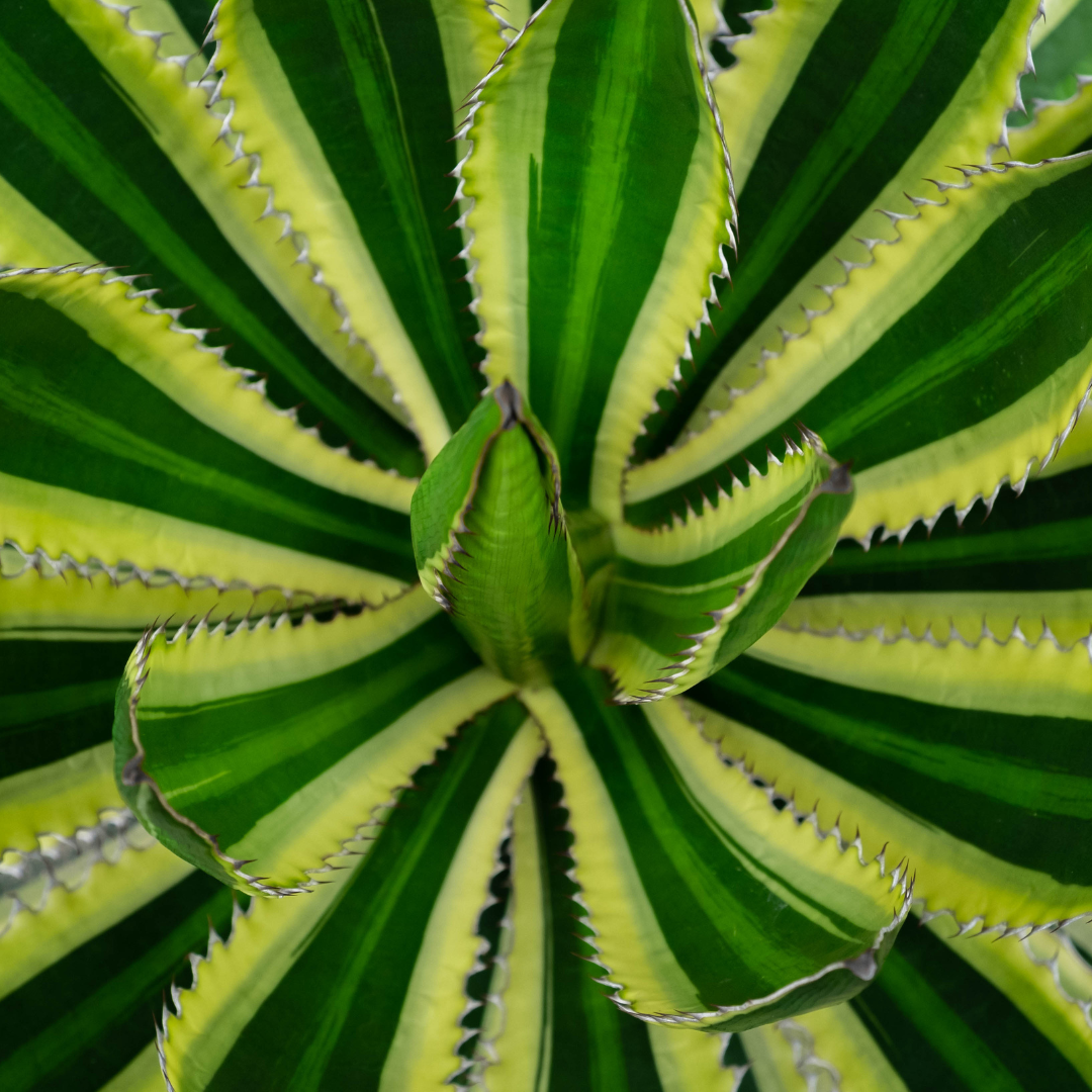 Agave Lopantha