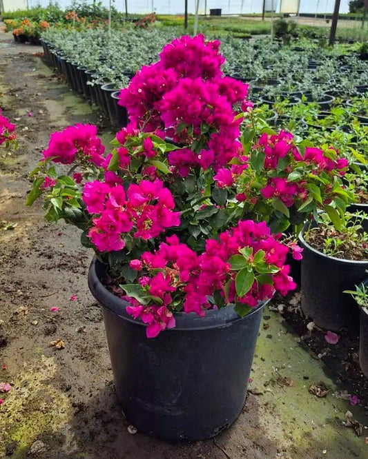 Alexandra Bougainvillea