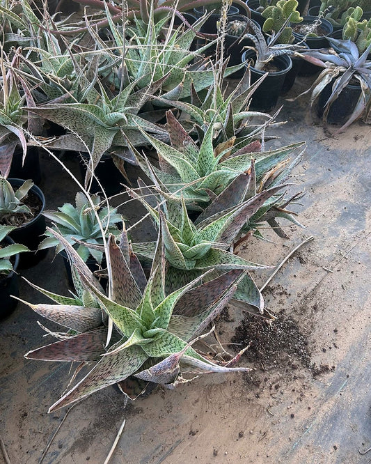 Aloe deltoideodanta