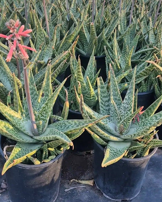 Aloe Hybrid