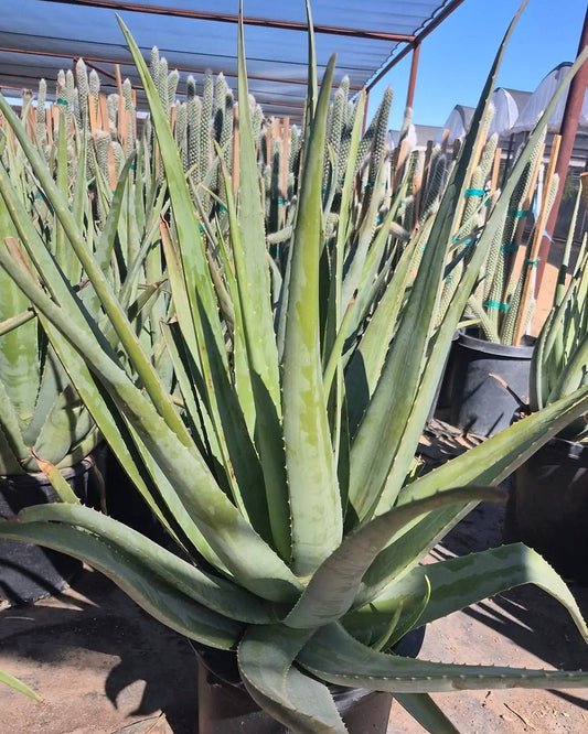 Aloe vera - orange