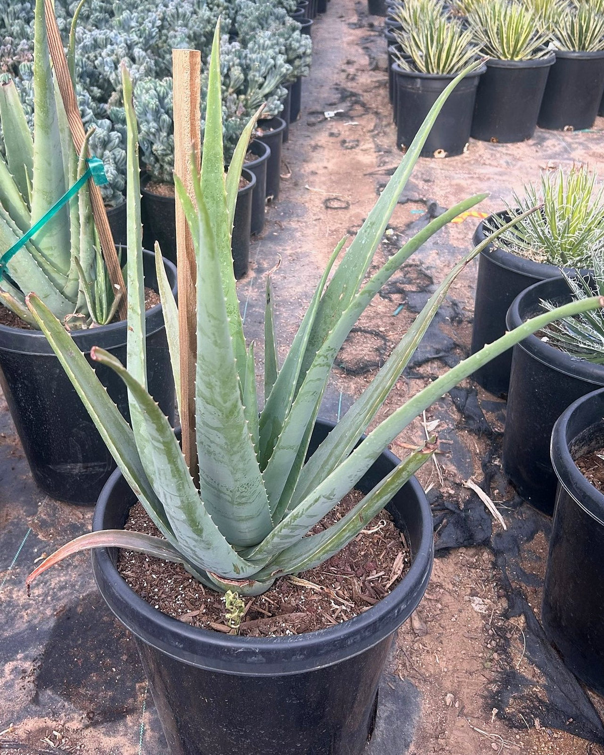 Aloe vera - yellow