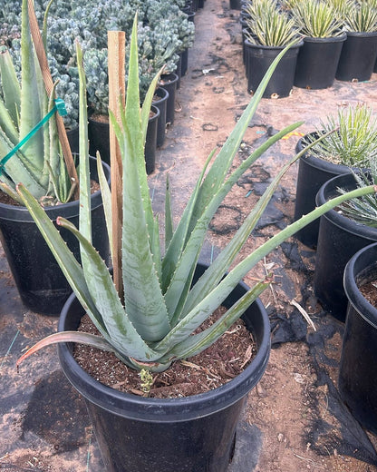 Aloe vera - yellow
