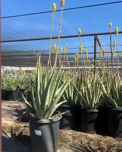 Aloe vera - yellow