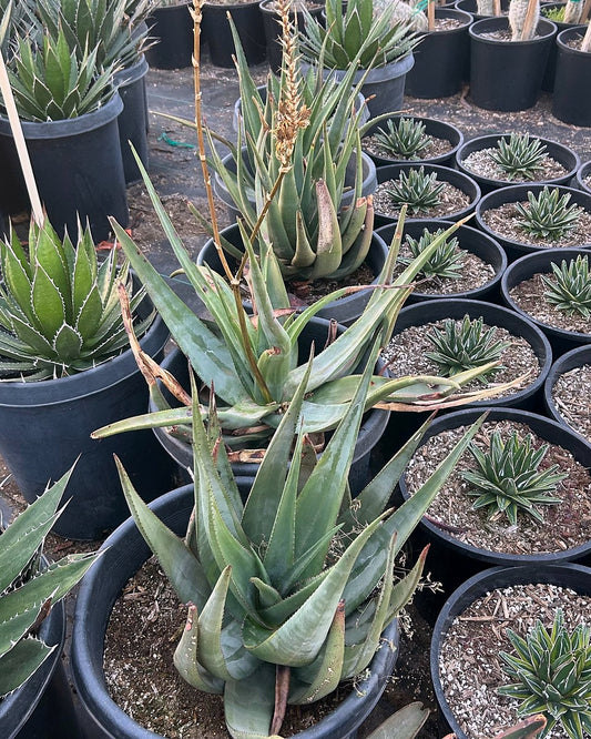 Aloe wickensii
