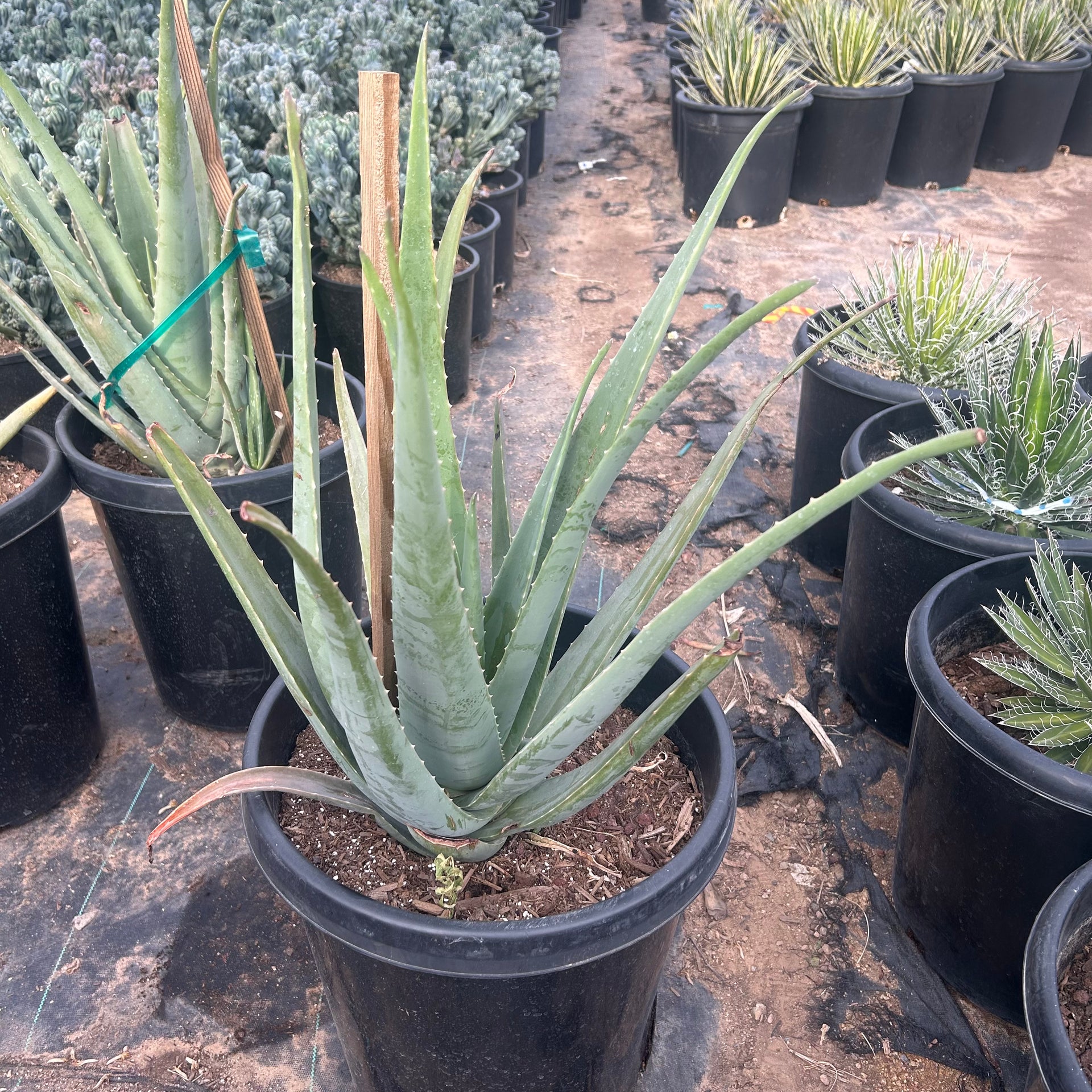 Buy Aloe Vera Yellow Phoenix, AZ | Aloe barbadensis