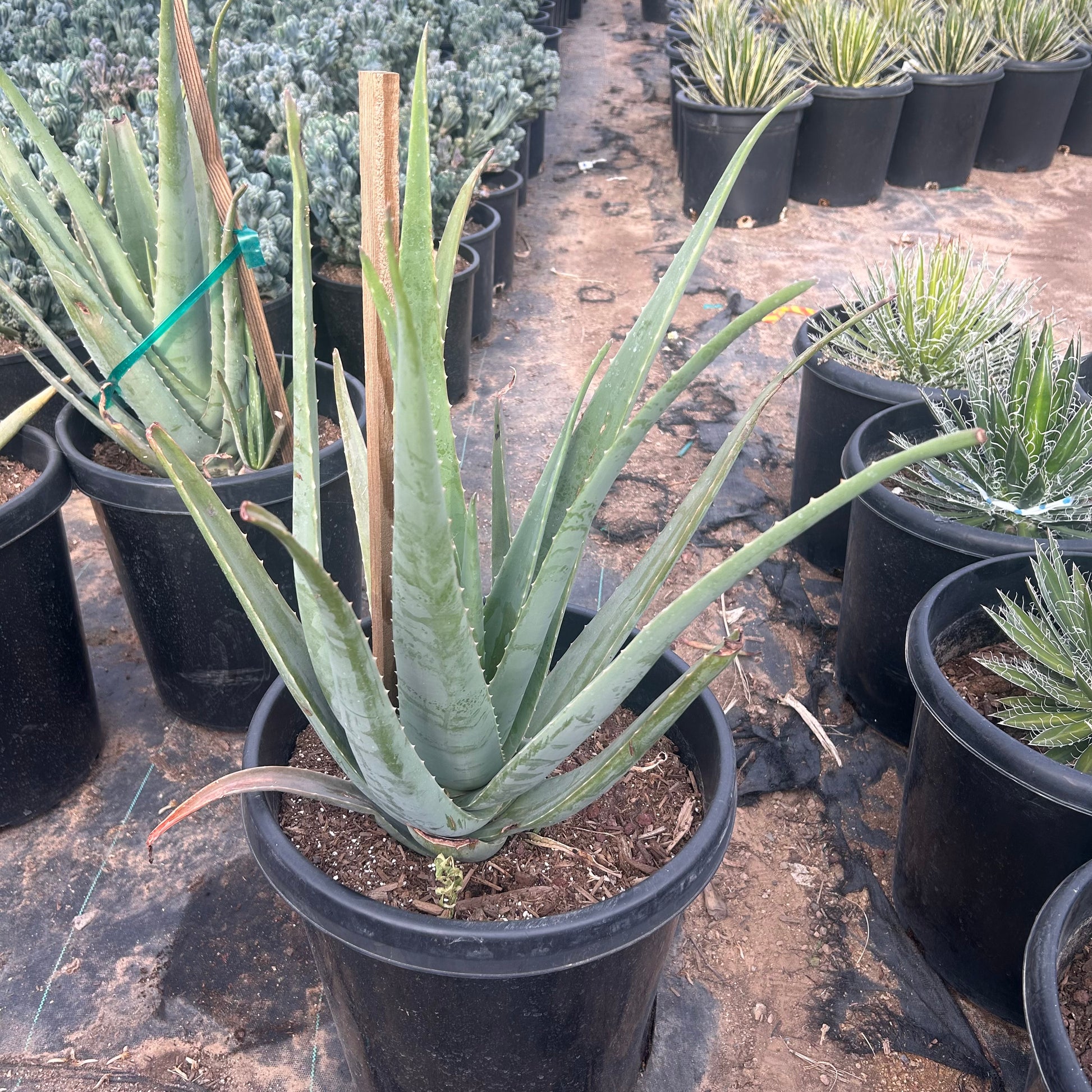 Buy Aloe Vera Yellow Phoenix, AZ | Aloe barbadensis