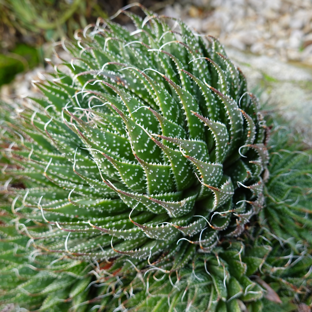 Lace Aloe