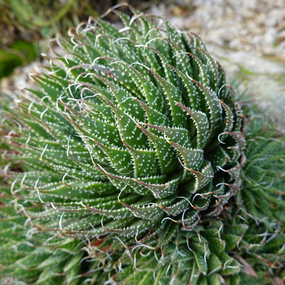 Lace Aloe (Aloe aristata) close-up showing white-spotted rosette leaves — Phoenix, AZ