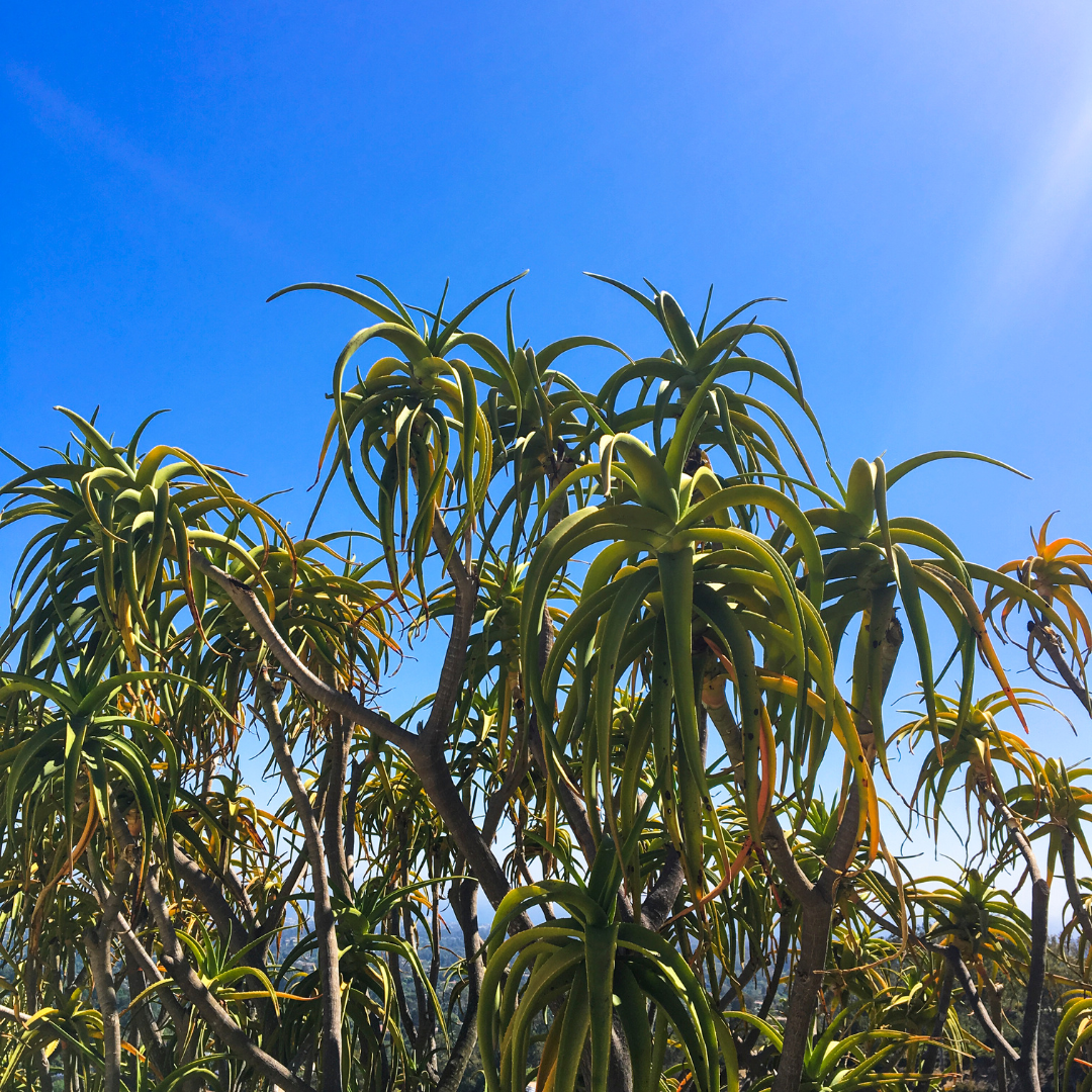 Aloe Banseii