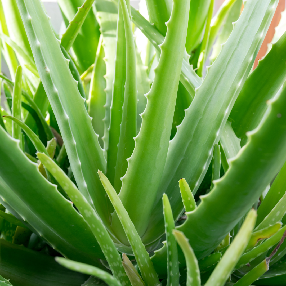 Aloe vera - yellow