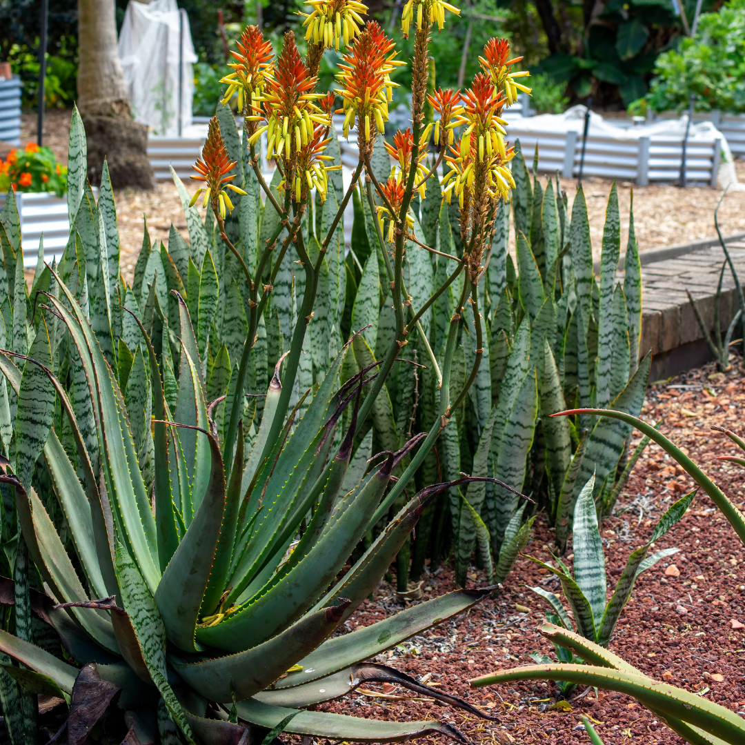 Dawe's Aloe