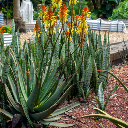 Dawe's Aloe (Aloe dawei) with red-orange flower spikes and green rosettes in garden setting — Phoenix, AZ