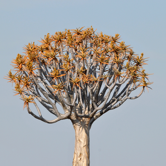 Dichotomous Tree Aloe