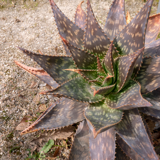 African/Tiger Aloe