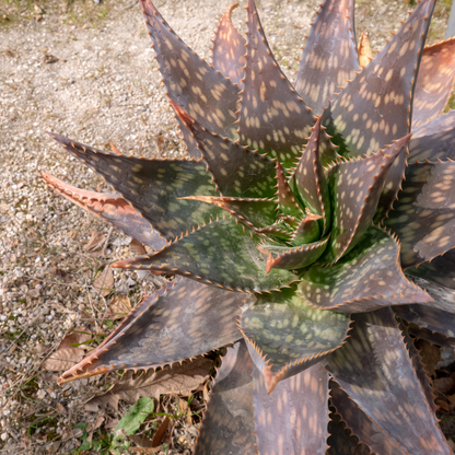 Tiger Aloe (Aloe variegata) compact succulent with striped leaves — Phoenix, AZ