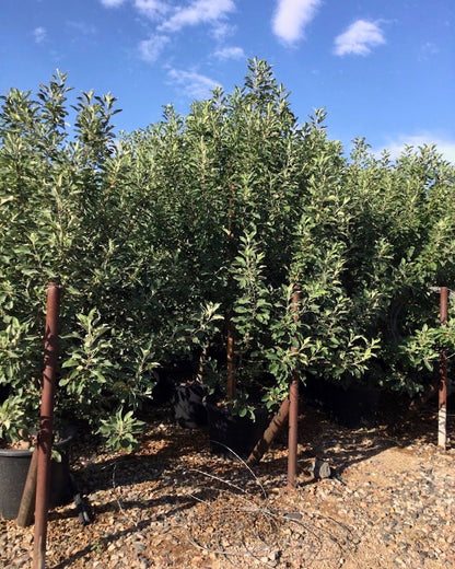 Anna Apple Tree