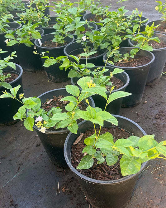 Arabian Jasmine