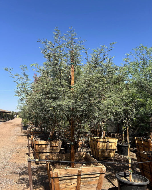 Argentine King Mesquite CCF