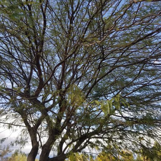 Argentine Mesquite