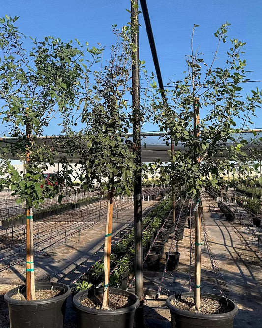 Arizona Ash