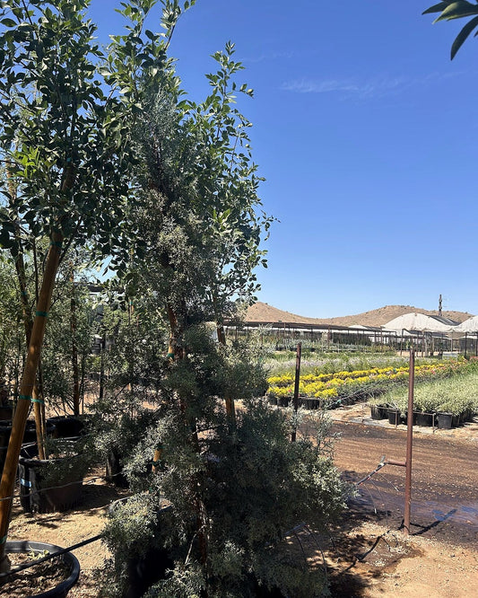 Arizona Cypress
