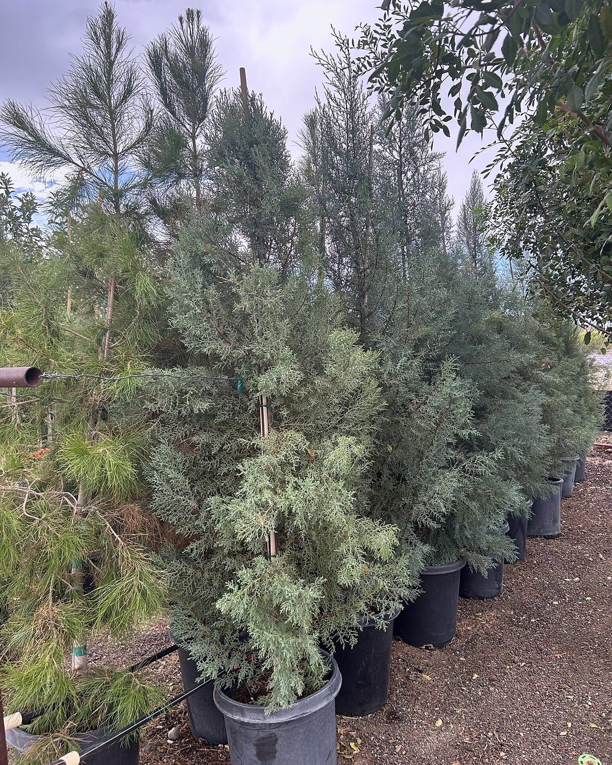 Arizona Cypress
