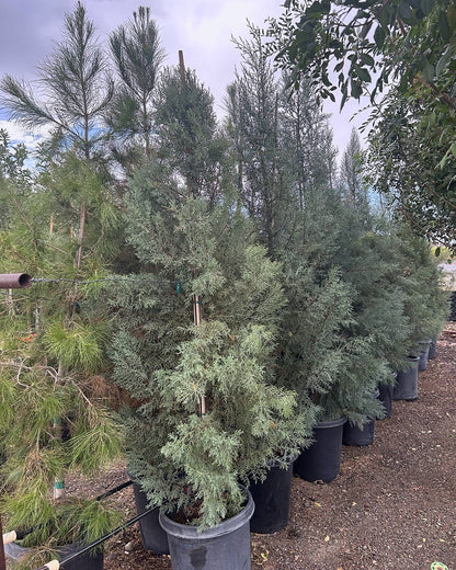 Arizona Cypress