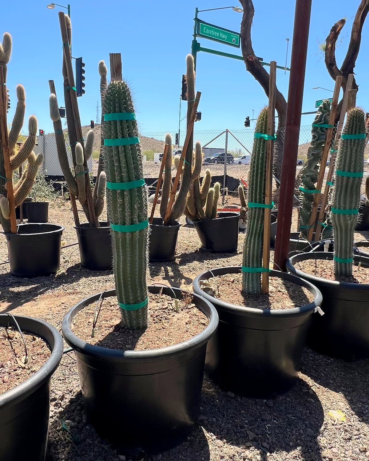 Organ Pipe