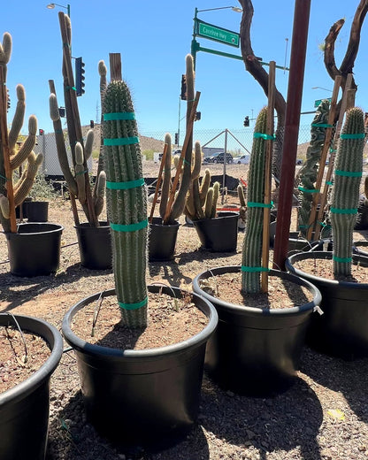 Organ Pipe