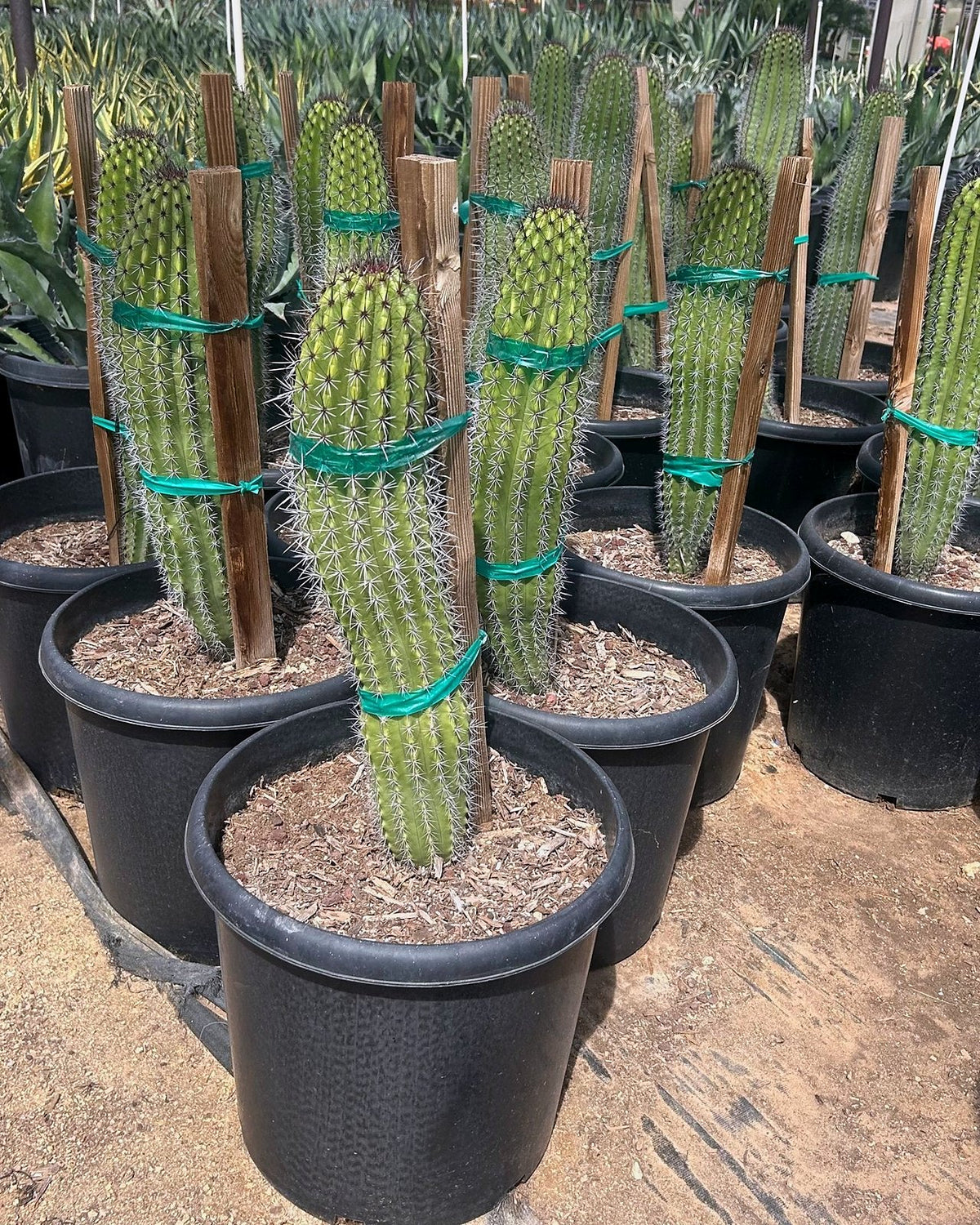 Organ Pipe