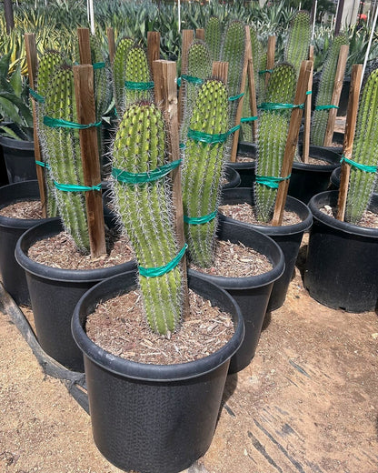 Organ Pipe