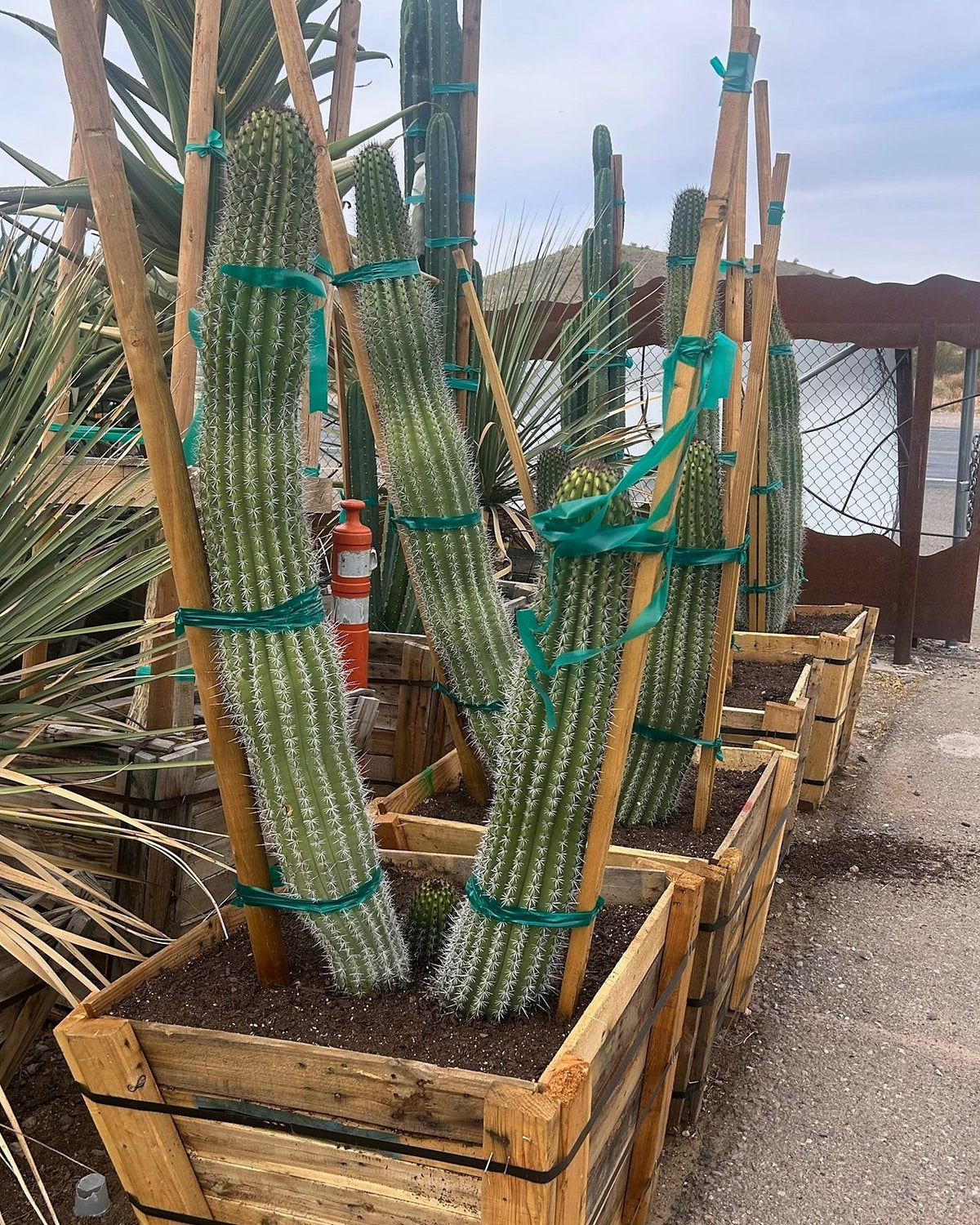 Organ Pipe