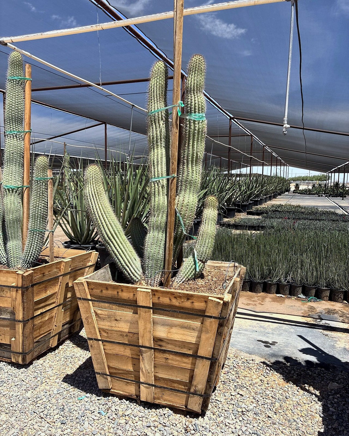 Organ Pipe