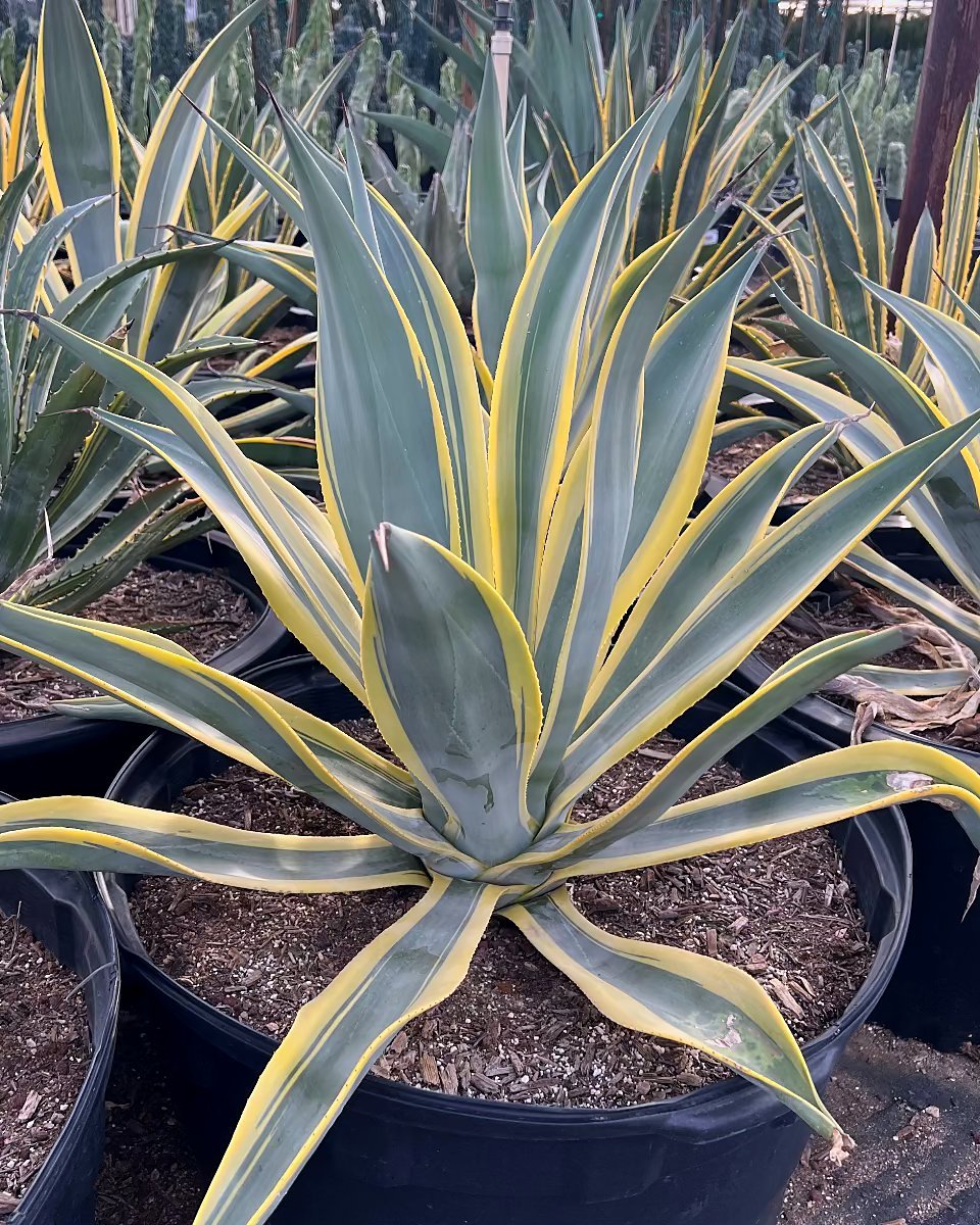 Arizona Star