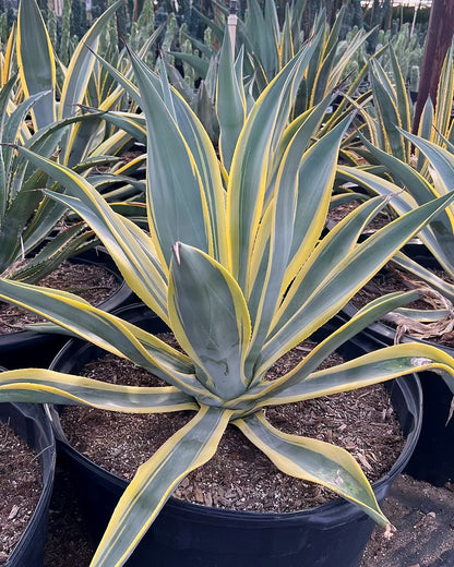 Arizona Star