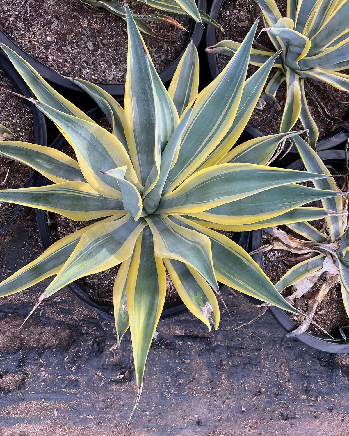 Arizona Star