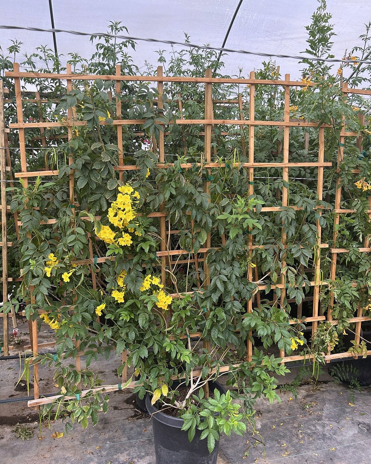 Yellow Bells Staked