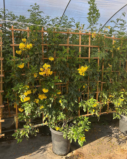 Arizona Yellow Bells (wide leaf) Espalier