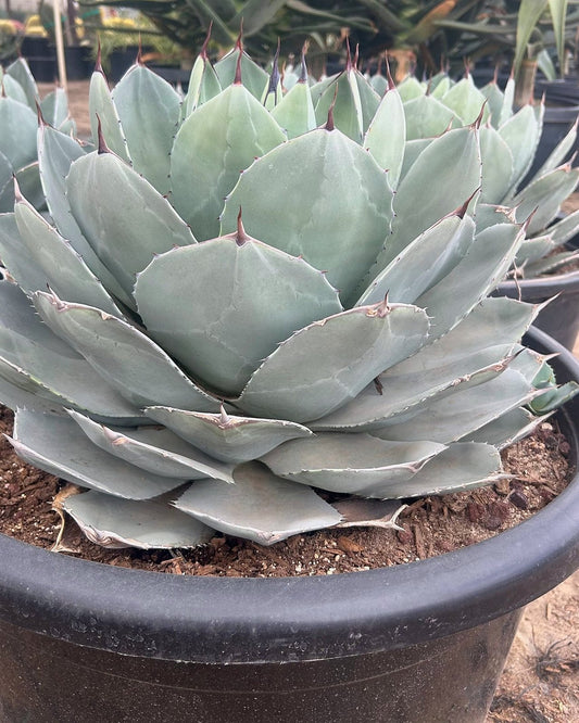 Artichoke Agave