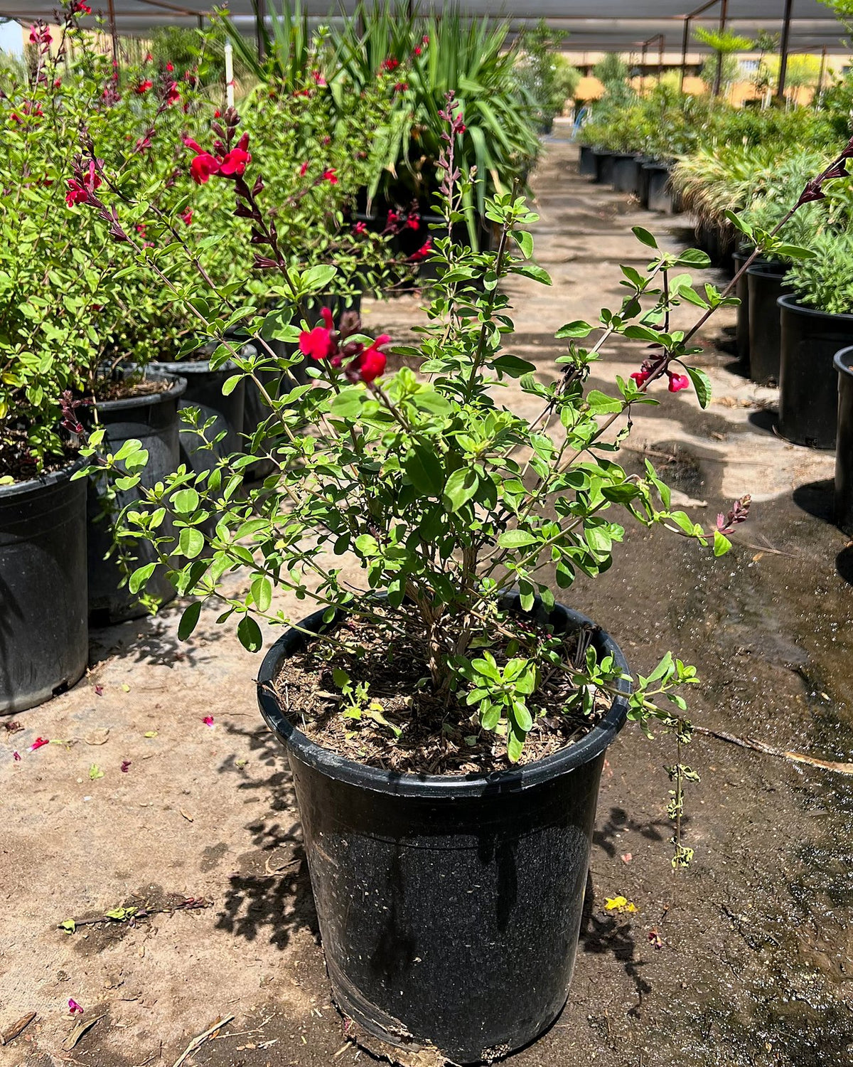 Autumn Sage Red