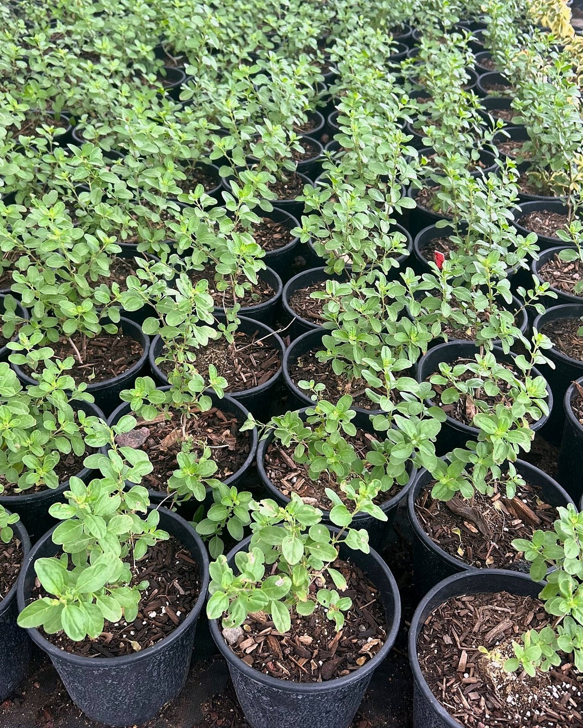 Autumn Sage Red